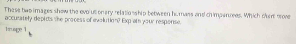 These two images show the evolutionary relationship between humans and chimpanzees. Which chart more 
accurately depicts the process of evolution? Explain your response. 
Image 1