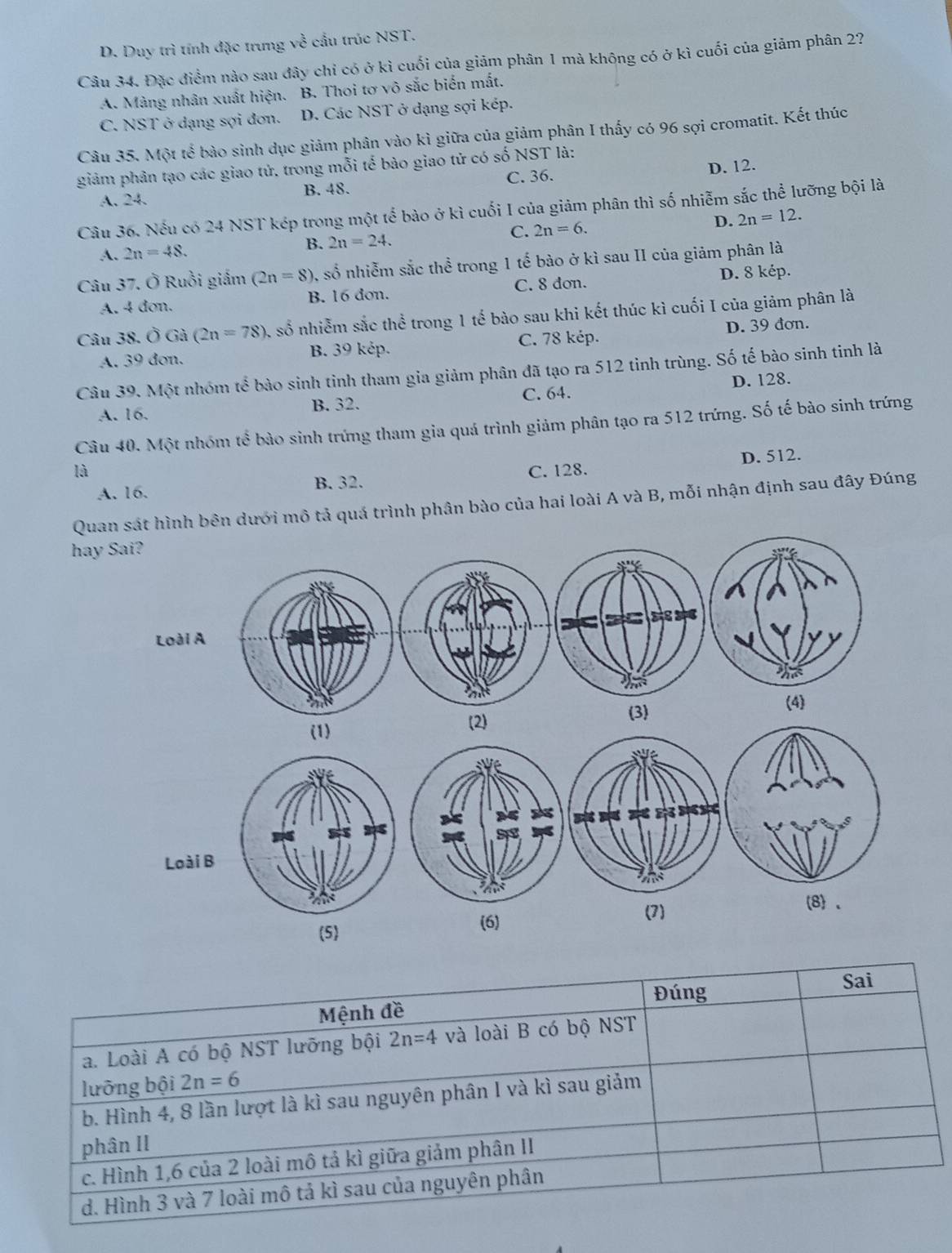 D. Duy trì tính đặc trưng về cầu trúc NST.
Câu 34. Đặc điểm nào sau đây chỉ có ở kì cuối của giảm phân 1 mà không có ở kì cuối của giảm phân 2?
A. Màng nhân xuất hiện. B. Thoi tơ vô sắc biến mắt.
C. NST ở dạng sợi đơn. D. Các NST ở dạng sợi kép.
Câu 35. Một tế bào sinh dục giảm phân vào kì giữa của giảm phân I thấy có 96 sợi cromatit. Kết thúc
giảm phân tạo các giao tử, trong mỗi tế bào giao tử có số NST là:
C. 36.
A. 24. B. 48. D. 12.
Câu 36. Nếu có 24 NST kép trong một tể bào ở kì cuối I của giảm phân thì số nhiễm sắc thể lưỡng bội là
A. 2n=48.
B. 2n=24. C. 2n=6. D. 2n=12.
Câu 37. Ở Ruồi giấm (2n=8) 0, số nhiễm sắc thể trong 1 tế bào ở kì sau II của giảm phân là
A. 4 dơn. B. 16 dơn. C. 8 don.
D. 8 kép.
Câu 38. Ở Gà (2n=78) A số nhiễm sắc thể trong 1 tế bào sau khi kết thúc kì cuối I của giảm phân là
A. 39 đơn. B. 39 kẻp. C. 78 kép. D. 39 đơn.
Câu 39. Một nhóm tế bào sinh tinh tham gia giảm phân đã tạo ra 512 tinh trùng. Số tế bào sinh tinh là
A. 16. B. 32. C. 64. D. 128.
Câu 40. Một nhóm tể bào sinh trứng tham gia quá trình giảm phân tạo ra 512 trứng. Số tế bào sinh trứng
là C. 128. D. 512.
A. 16. B. 32.
Quan sát hình bên dưới mô tả quá trình phân bào của hai loài A và B, mỗi nhận định sau đây Đúng
hay Sai?
Loài A
(4)
(1) (2)
(3)
Loài B
(5) (7 8 、
(6)
Đúng Sai
Mệnh đề
a. Loài A có bộ NST lưỡng bội 2n=4 và loài B có bộ NST
lưỡng bội 2n=6
b. Hình 4, 8 lần lượt là kì sau nguyên phân I và kì sau giảm
phân II
c. Hình 1,6 của 2 loài mô tả kì giữa giảm phân II
d. Hình 3 và 7 loài mô tả kì sau của nguyên phân