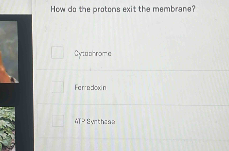 How do the protons exit the membrane?
Cytochrome
Ferredoxin
ATP Synthase