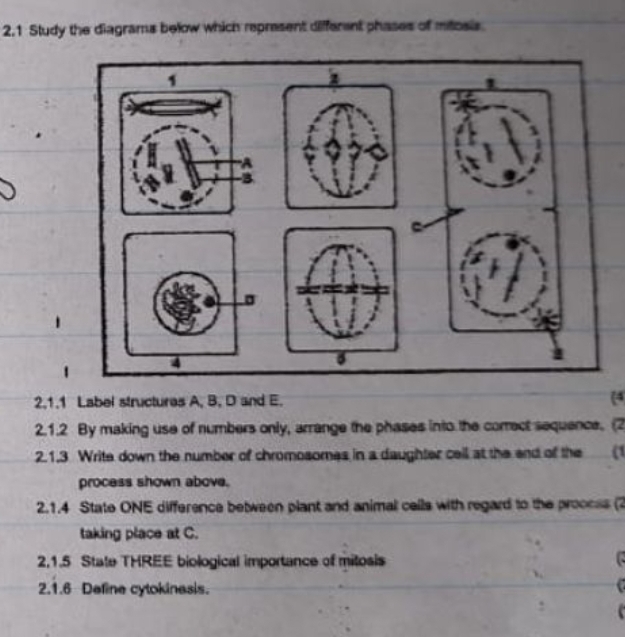 2.1 Study the diagrams below which represent different phases of mitosis 
2,1.1 Label structures A, B, D and E. (4 
2.1.2 By making use of numbers only, arrange the phases into the correct sequence. (2 
2.1.3 Write down the number of chromosomes in a daughter cell at the end of the (1 
process shown above. 
2.1.4 State ONE difference between plant and animal cells with regard to the proocss (2 
taking place at C. 
2,1.5 State THREE biological importance of mitosis 

2.1.6 Define cytokinesis.