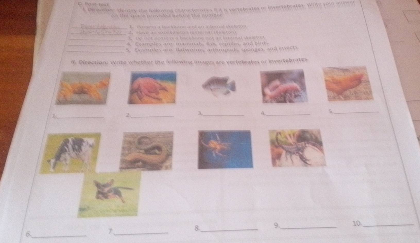 Post-test 
l Direction: Identify the following characteristics if it is vertebrates or invertebrates. Wr 
on the space provided before the number. 
_1. Possess a backbone and an internal skeleton 
_2. Have an exoskeleton (external skeleton) 
_3. Do not possess a backbone not an internal skeleton 
_4. Examples are: mammals, fish, reptiles, and birds. 
_5. Examples are: flatworms, arthropods, sponges, and insects 
II. Direction: Write whether the following images are vertebrates or invertebrates. 
1._ 
2._ 
3,_ 
4._ 
_5 
9._ 
10._ 
6._ 
7._ 
8._