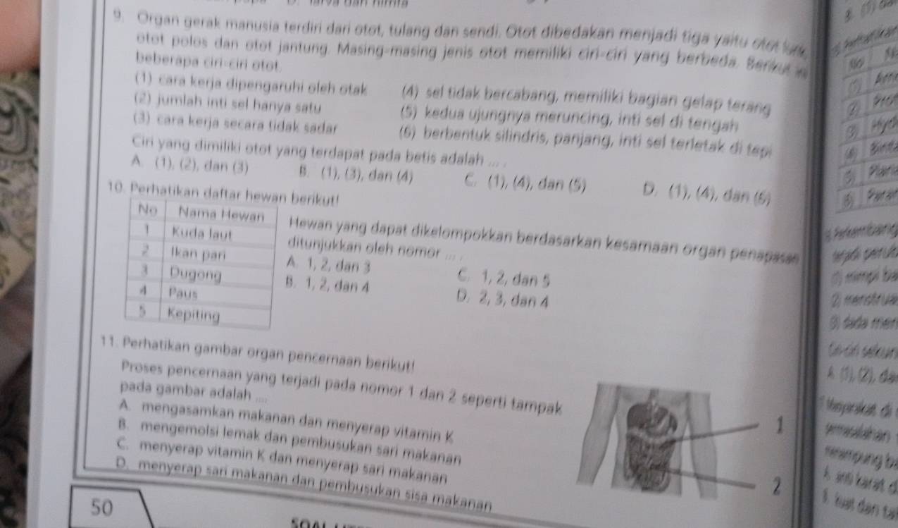 ()as
9. Organ gerak manusia terdiri dari otot, tulang dan sendi. Ōtot dibedakan menjadi tiga yaitu otot ur
otot polos dan otot jantung. Masing-masing jenis otot memiliki ciri-ciri yang berbeda. Berkut a
beberapa ciri-ciri otot.
(1) cara kerja dipengaruhi oleh otak (4) sel tidak bercabang, memiliki bagian gelap terang
e
(2) jumlah inti sel hanya satu  (5) kedua ujungnya meruncing, inti sel di tengah
c
(3) cara kerja secara tidak sadar (6) berbentuk silindris, panjang, inti sel terletak di tepi
Ciri yang dimiliki otot yang terdapat pada betis adalah ... .
r
A. (1), (2), dan (3) B. (1), (3), dan (4) C. (1), (4), dan (5) D. (1), (4), dan (6)
10. Perhatikan da berikyt!  ae
Pefembang
Hewan yang dapat dikelompokkan berdasarkan kesamaan organ penapass
ditunjukkan oleh nomor ... .
A. 1, 2, dan 3 C. 1, 2, dan 5
() ximpi ba. 1, 2, dan 4 D. 2, 3, dan 4
2) menstrua
() dada mén
Gé-dn sekun
11. Perhatikan gambar organ pencernaan berikut!
A. (3), (2), đại
Proses pencernaan yang terjadi pada nomor 1 dan 2 seperti tampa
pada gambar adalah ....
epokat di
A. mengasamkan makanan dan menyerap vitamin K
prmislaian
B. mengemolsi lemak dan pembusukan sari makanan
renempung bị
C. menyerap vitamin K dan menyerap sari makanan
k an karat d
D. menyerap sari makanan dan pembusukan sisa makanan
1. luạt dạn tại
50