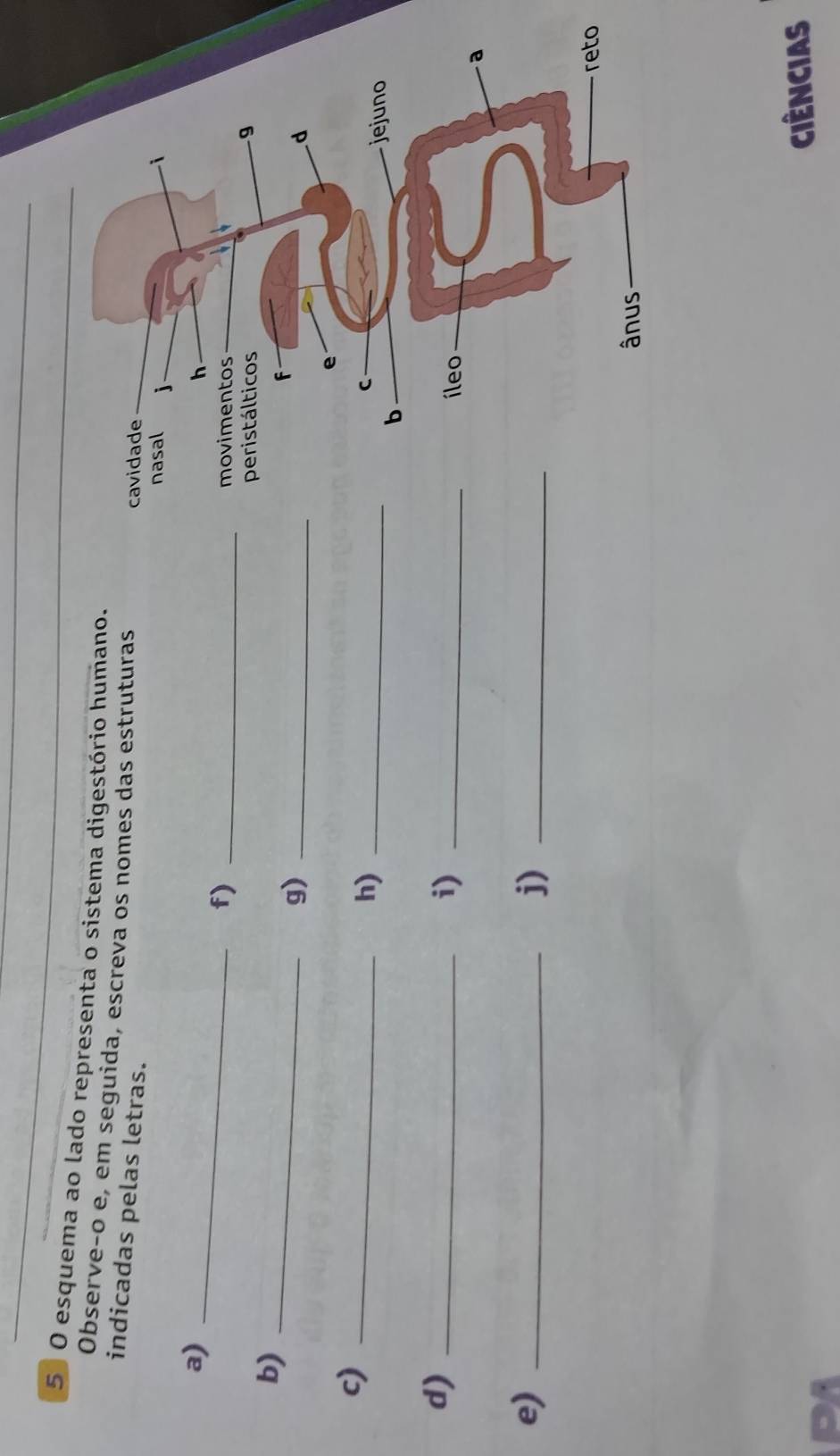 5º O esquema ao lado representa o sistema digestório humano. 
Observe-o e, em seguida, escreva os nomes das estruturas 
indicadas pelas letras. 
a)_ 
f)_ 
b)_ 
g)_ 
c)_ 
h)_ 
d)_ 
i)_ 
e)_ 
j)_ 
o 
ciências