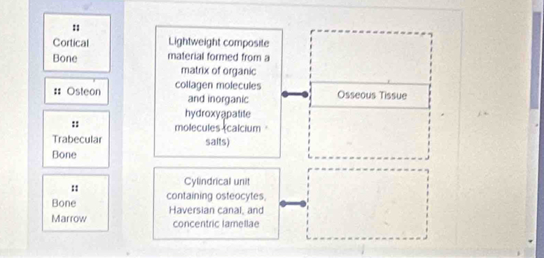 Cortical Lightweight composite 
Bone material formed from a 
matrix of organic 
collagen molecules 
:: Osteon and inorganic Osseous Tissue 
hydroxyapatite 
:: 
molecules (calcium 
Trabecular saits) 
Bone 
:: 
Cylindrical unit 
Bone 
containing osteocytes. 
Haversian canal, and 
Marrow concentric lamellae