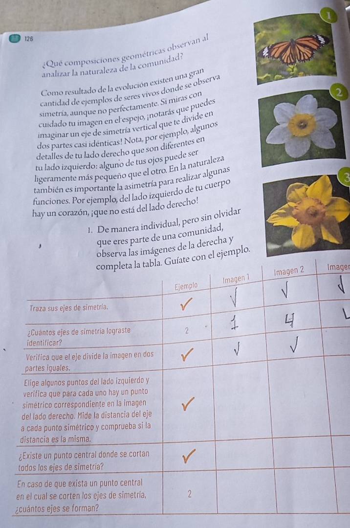 126 
Qué composiciones geométricas observan al 
analizar la naturaleza de la comunidad? 
Como resultado de la evolución existen una gran 
cantidad de ejemplos de seres vivos donde se observa 
simetría, aunque no perfectamente. Si miras con 
cuidado tu imagen en el espejo, ¡notarás que puedes 
imaginar un eje de simetría vertical que te divide en 
dos partes casi idénticas! Nota, por ejemplo, algunos 
detalles de tu lado derecho que son diferentes en 
tu lado izquierdo: alguno de tus ojos puede ser 
ligeramente más pequeño que el otro. En la naturaleza 
también es importante la asimetría para realizar algunas 
funciones. Por ejemplo, del lado izquierdo de tu cuerpo 
hay un corazón, ¡que no está del lado derecho! 
1. De manera individual, pero sin olvidar 
que eres parte de una comunidad, 
erva las imágenes de la derecha y 
emplo. 
ager 
L