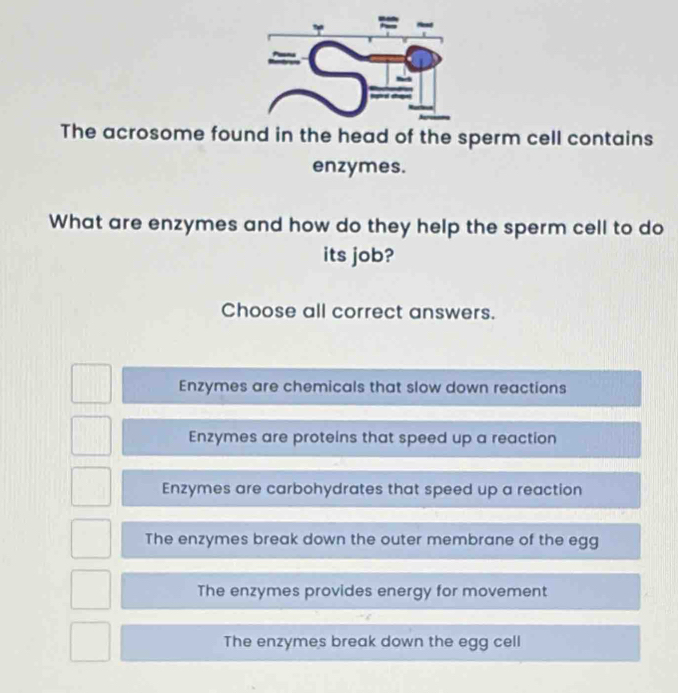 The acrosome found in the head of the sperm cell contains
enzymes.
What are enzymes and how do they help the sperm cell to do
its job?
Choose all correct answers.
Enzymes are chemicals that slow down reactions
Enzymes are proteins that speed up a reaction
Enzymes are carbohydrates that speed up a reaction
The enzymes break down the outer membrane of the egg
The enzymes provides energy for movement
The enzymes break down the egg cell