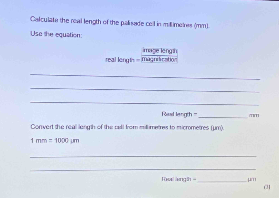 Calculate the real length of the palisade cell in millimetres (mm). 
Use the equation: 
image length 
real length = magnification 
_ 
_ 
_
Real length = _ mm
Convert the real length of the cell from millimetres to micrometres (μm).
1mm=1000mu m
_ 
_
Real length =_  μm
(3)