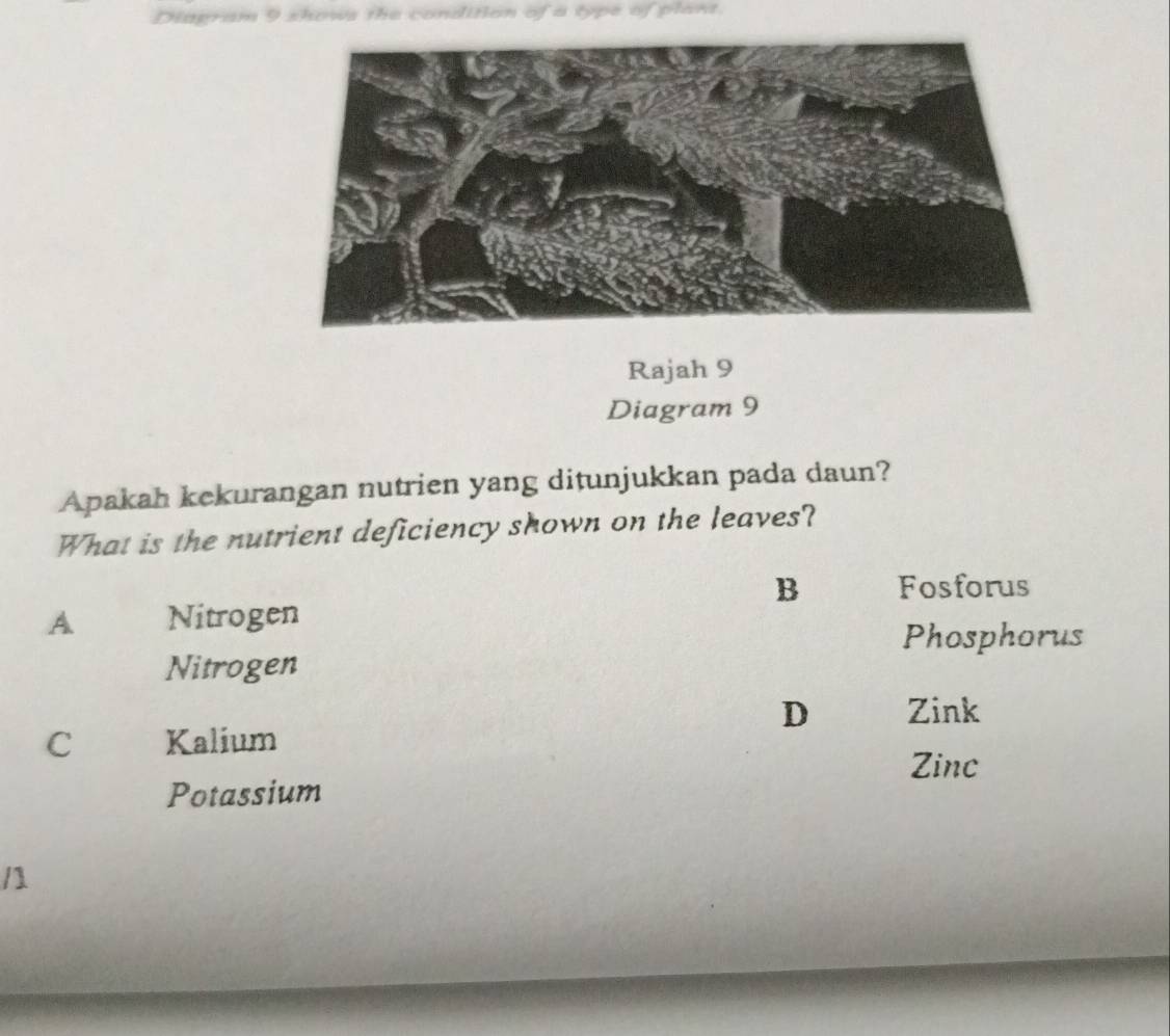 Diagram 9 shows the condition of a type of plant.
Rajah 9
Diagram 9
Apakah kekurangan nutrien yang ditunjukkan pada daun?
What is the nutrient deficiency shown on the leaves?
B Fosforus
A Nitrogen
Phosphorus
Nitrogen
D Zink
C Kalium
Zinc
Potassium
/1