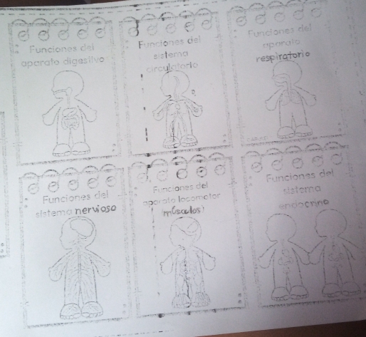 Funciones del 
Funciones del Funciones del 
circulatorio respiratorio aparalo 
aparafo digestivo sistera 
D 
C 
Funciones del Funciones del Funciones del 
sistema nervioso aporato lacometor sistema 
múscdos) endocrino
