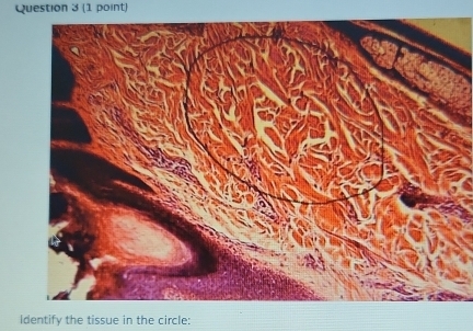 Identify the tissue in the circle: