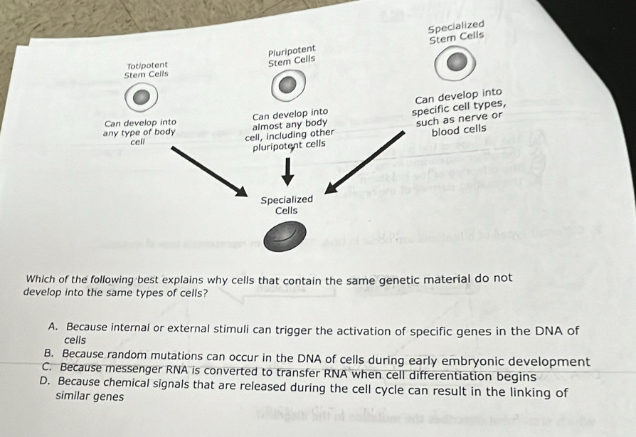 Specialized
Stem Cells
an develop into
ecific cell types,
uch as nerve or
blood cells
Which of the following best explains why cells that contain the same genetic material do not
develop into the same types of cells?
A. Because internal or external stimuli can trigger the activation of specific genes in the DNA of
cells
B. Because random mutations can occur in the DNA of cells during early embryonic development
C. Because messenger RNA is converted to transfer RNA when cell differentiation begins
D. Because chemical signals that are released during the cell cycle can result in the linking of
similar genes