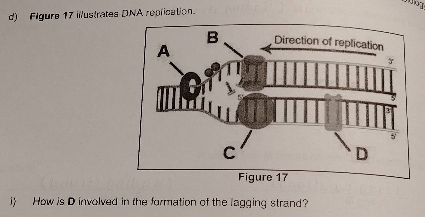 Figure 17 illustrates DNA replication.
i) How is D involved in the formation of the lagging strand?