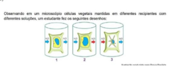 Observando em um microscópio células vegetais mantidas em diferentes recipientes com 
diferentes soluções, um estudante fez os seguintes desenhos: 
Ho MD KO MD HD HC
1 2 3