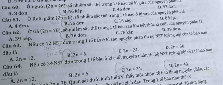 Đôn bội ở trạng ta
Câu 60. Ở người (2n=46) số nhiễm sắc thể trong 1 tế bào tại kì giữa của nguyên phân là
A. 8 đơn. B. 46 kép. C. 46 đơn. D. 92 đơn.
Câu 61. Ở Ruồi giấm (2n=8) , số nhiễm sắc thể trong 1 tế bào ở kì sau của nguyên phân là
A. 4 đơn. B. 16 đơn. C. 16 kép. D. 8 kép.
Câu 62. Ở Gà (2n=78) , số nhiễm sắc thế trong 1 tế bào sau khi kết thúc kì cuối của nguyên phân là
A. 39 kép. B. 78 đơn. C. 78 kép. D. 39 đơn.
Câu 63. Nếu có 12 NST đơn trong 1 tế bào ở kì sau nguyên phân thì bộ NST lưỡng bội của tế bào ban
đầu là
B. 2n=6. C. 2n=24. D.
Câu 64. Nếu có 24 NST đơn trong 1 tế bào ở kì cuối nguyên phân thì bộ NST lưỡng bội của tế bào ban 2n=36.
A. 2n=12. 
đầu là
B. 2n=6. C 2n=24. D. 2n=48.
A. 2n=12. 2n=78. Quan sát dưới kính hiển vì thấy một nhóm tế bào đang nguyên phân, các
nt nhẳng xích đạo. Trong 1 tế bào như thế có
matid, 78 tâm động