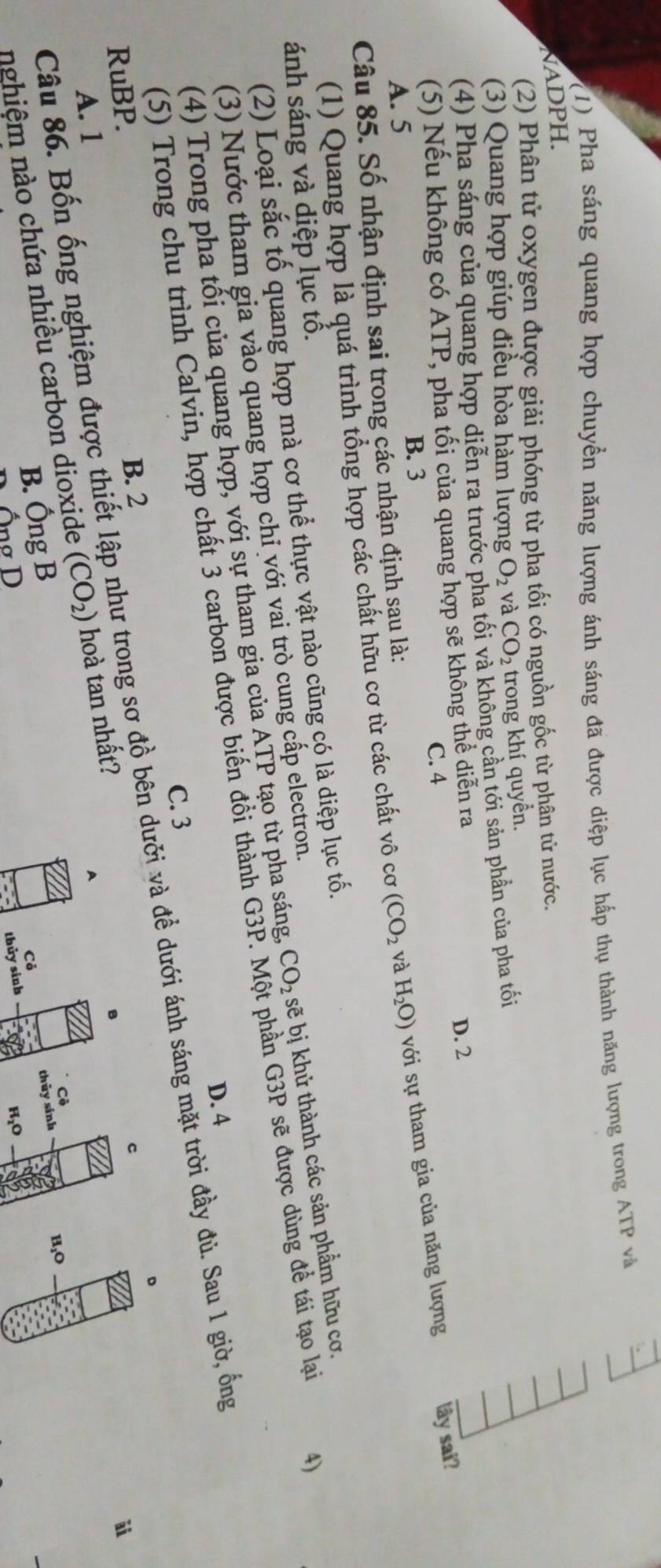 (1) Pha sáng quang hợp chuyển năng lượng ánh sáng đã được diệp lục hấp thụ thành năng lượng trong ATP và
NADPH.
(2) Phân tử oxygen được giải phóng từ pha tối có nguồn gốc từ phân tử nước.
(3) Quang hợp giúp điều hòa hàm lượng O_2 và CO_2 trong khí quyển.
(4) Pha sáng của quang hợp diễn ra trước pha tối và không cần tới sản phần của pha tối
(5) Nếu không có ATP, pha tối của quang hợp sẽ không thể diễn ra
D. 2
A. 5 C. 4
B. 3
(1) Quang hợp là quá trình tổng hợp các chất hữu cơ từ các chất vô cơ (CO_2 và H_2O) với sự tham gia của năng lượng lây sai?
Câu 85. Số nhận định sai trong các nhận định sạu là:
ánh sáng và diệp lục tô.
(2) Loại sắc tố quang hợp mà cơ thể thực vật nào cũng có là diệp lục tố.
(3) Nước tham gia vào quang hợp chỉ với vai trò cung cấp electron.
(4) Trong pha tối của quang hợp, với sự tham gia của ATP tạo từ pha sáng. CO_2 sẽ bị khử thành các sản phẩm hữu cơ.
(5) Trong chu trình Calvin, hợp chất 3 carbon được biến đồi thành G3P. Một phần G3P sẽ được dùng để tái tạo lại 4)
D. 4
C. 3
。
Câu 86. Bốn ống nghiệm được thiết lập như trong sơ đồ bên dưỡi và đề dưới ánh sáng mặt trời đầy đủ. Sau 1 giờ, ống
B. 2
c
RuBP. ǎi
A. 1
A
nghiệm nào chứa nhiều carbon dioxide (CO_2) hoà tan nhất?
Cô
B. hat OngB
Cả thủy sinh
H₁O
ngD
thủy sinh