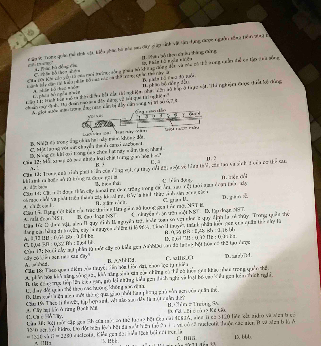 Trong quần thể sinh vật, kiểu phân bố nào sau đây giúp sinh vật tận dụng được nguồn sống tiềm tàng từ
B. Phân bố theo chiều thẳng đứng
môi trường?
C. Phân bố theo nhóm D. Phân bố ngẫu nhiên
A. Phân bố đồng đều
Câu 10: Khi các yếu tổ của môi trường sống phân bố không đồng đều và các cá thể trong quần thể có tập tính sống
thành bầy đản thi kiểu phân bố của các cá thể trong quần thể này là
A. phân bố theo nhóm B. phân bố theo độ tuổi.
C. phân bố ngẫu nhiên. D. phân bố đồng đều.
Câu 11: Hình bên mô tả thời điểm bắt đầu thí nghiệm phát hiện hô hắp ở thực vật. Thí nghiệm được thiết kế đúng
chuẩn quy định. Dự đoán nào sau đây đúng về kết quả thí nghiệm?
A. giọt nước màu trong ống mao dẫn bị đầy dần sang vị trí số 6,7,8.
Vôi xút Ống mao dẫn
1² ³ 1 5 § 7 6cm
Lưới kim loại Hạt này mằm Giọi nước màu
B. Nhiệt độ trong ống chứa hạt nảy mầm không đổi.
C. Một lượng vôi xút chuyển thành canxi cacbonat.
D. Nồng độ khí oxi trong ống chứa hạt nảy mầm tăng nhanh.
Câu 12: Mỗi xinap có bao nhiêu loại chất trung gian hóa học? D. 2
A. 1 B. 3 C. 4
Câu 13: Trong quá trình phát triển của động vật, sự thay đổi đột ngột về hình thái, cấu tạo và sinh lí của cơ thể sau
khi sinh ra hoặc nở từ trứng ra được gọi là
A. đột biển B. biến thái C. biến động. D. biến đổi
Câu 14: Cắt một đoạn thân cây khoai mì đem trồng trong đất ẩm, sau một thời gian doạn thân này
sẽ mọc chồi và phát triển thành cây khoai mì. Đây là hình thức sinh sản bằng cách
A. chiết cảnh. B. giâm cảnh. C. giâm lá. D. giâm rễ.
Câu 15: Dạng đột biến cấu trúc thường làm giảm số lượng gen trên một NST là
A. mất đoạn NST. B. đảo đoạn NST. C. chuyển đoạn trên một NST. D. lặp đoạn NST.
Câu 16: Ở thực vật, alen B quy định lá nguyên trội hoàn toàn so với alen b quy định là xẻ thùy. Trong quần thể
đang cân bằng di truyền, cây lá nguyên chiếm ti lệ 96%. Theo lí thuyết, thành phần kiểu gen của quần thể này là
A. 0,32 BB : 0,64 Bb : 0,04 bb. B. 0,36 BB : 0,48 Bb : 0,16 bb.
C. 0,04 BB : 0,32 Bb : 0,64 bb. D. 0,64 BB : 0,32 Bb : 0,04 bb.
Câu 17: Nuôi cấy hạt phần từ một cây có kiểu gen AabbDd sau đó lưỡng bội hóa có thể tạo được
cây có kiểu gen nào sau đây? D. aabbDd.
A. aabbdd. B. AAbbDd. C. aaBBDD.
Câu 18: Theo quan điểm của thuyết tiến hóa hiện đại, chọn lọc tự nhiên
A. phân hóa khả năng sống sót, khả năng sinh sản của những cá thể có kiểu gen khác nhau trong quần thể.
B. tác động trực tiếp lên kiểu gen, giữ lại những kiểu gen thích nghi và loại bỏ các kiểu gen kém thích nghi.
C. thay đổi quần thể theo các hướng không xác định.
D. làm xuất hiện alen mới thông qua giao phối làm phong phú yốn gen của quần thể.
Câu 19: Theo lí thuyết, tập hợp sinh vật nào sau đây là một quần thể?
A. Cây hạt kín ở rừng Bạch Mã. B. Chim ở Trường Sa.
C. Cá ở Hồ Tây. D. Gà Lôi ở rừng Kẻ Gỗ.
Câu 20: Xét một cặp gen Bb của một cơ thể lưỡng bội đều dài 4080Å, alen B có 3120 liên kết hidro và alen b có
3240 liên kết hidro. Do đột biển lệch bội đã xuất hiện thể 2n+1 và có số nucleotit thuộc các alen B và alen b là A
=1320 G=2280 nucleotit. Kiểu gen đột biển lệch bội nói trên là
A. BBb. B. Bbb. C. BBB.
D. bbb.
ậ u từ 21 đến 23