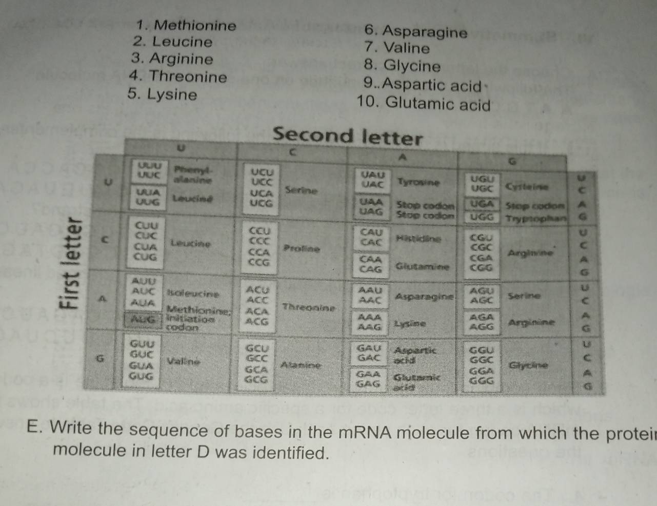 Methionine 6. Asparagine 
2. Leucine 7. Valine 
3. Arginine 8. Glycine 
4. Threonine 9.Aspartic acid 
5. Lysine 10. Glutamic acid 
E. Write the sequence of bases in the mRNA molecule from which the protei 
molecule in letter D was identified.