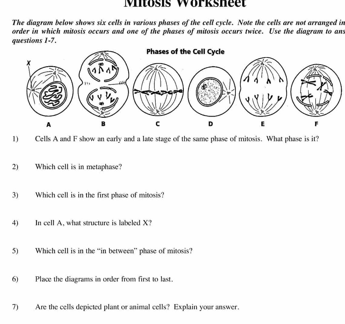 Solved: Mitosis Worksheet The diagram below shows six cells in various ...