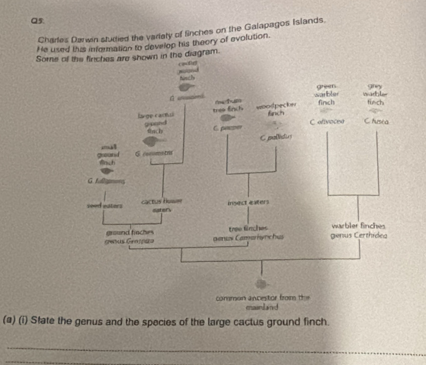 Charles Darwin studied the variaty of finches on the Galapagos Islands 
He used this information to develop his theory of evolution. 
Some oown in the diagram. 
(a) (i) State the genus and the species of the large cactus ground finch. 
_ 
_