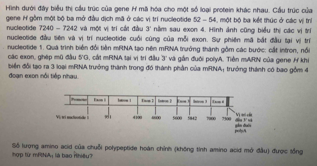 Hình dưới đây biểu thị cấu trúc của gene H mã hóa cho một số loại protein khác nhau. Cấu trúc của
gene H gồm một bộ ba mở đầu dịch mã ở các vị trí nucleotide 52 - 54, một bộ ba kết thúc ở các vị trí
nucleotide 7240 - 7242 và một vị trí cắt đầu 3' nằm sau exon 4. Hình ảnh cũng biểu thị các vị trí
nucleotide đầu tiên và vị trí nucleotide cuối cùng của mỗi exon. Sự phiên mã bắt đầu tại vị trí
nucleotide 1. Quá trình biến đổi tiền mRNA tạo nên mRNA trưởng thành gồm các bước: cắt intron, nổi
các exon, ghép mũ đầu 5'G , cắt mRNA tại vị trí đầu 3' và gắn đuôi polyA. Tiền mARN của gene H khi
biến đổi tạo ra 3 loại mRNA trưởng thành trong đ6 thành phần của mRNA1 trưởng thành có bao gồm 4
đoạn exon nối tiếp nhau.
Số lượng amino acid của chuỗi polypeptide hoàn chỉnh (không tính amino acid mở đầu) được tổng
hợp từ mRNA_1 là bao nhiêu?