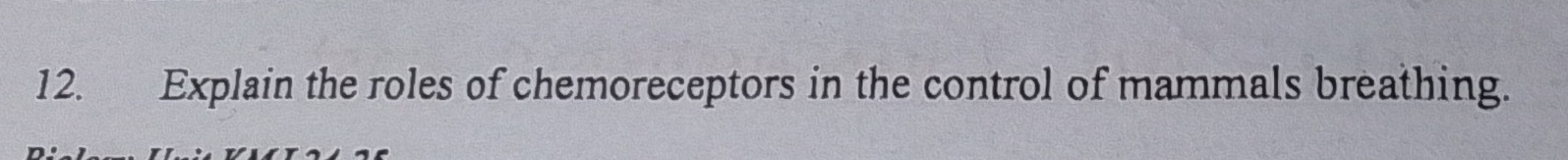 Explain the roles of chemoreceptors in the control of mammals breathing.