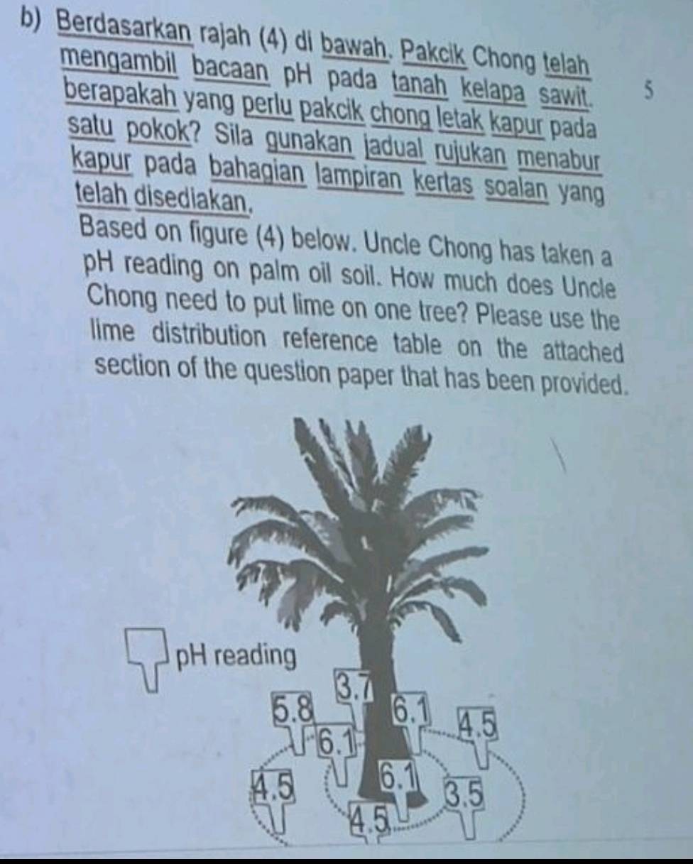 Berdasarkan rajah (4) di bawah. Pakcik Chong telah 
mengambil bacaan pH pada tanah kelapa sawit. 
5 
berapakah yang perlu pakcik chong letak kapur pada 
satu pokok? Sila gunakan jadual rujukan menabur 
kapur pada bahagian lampiran kertas soalan yang 
telah disediakan. 
Based on figure (4) below. Uncle Chong has taken a 
pH reading on palm oil soil. How much does Uncle 
Chong need to put lime on one tree? Please use the 
lime distribution reference table on the attached 
section of the question paper that has been provided. 
pH reading
3.7
5.8 61 4.5
6.1
6.1
4.5 3.5
4.5