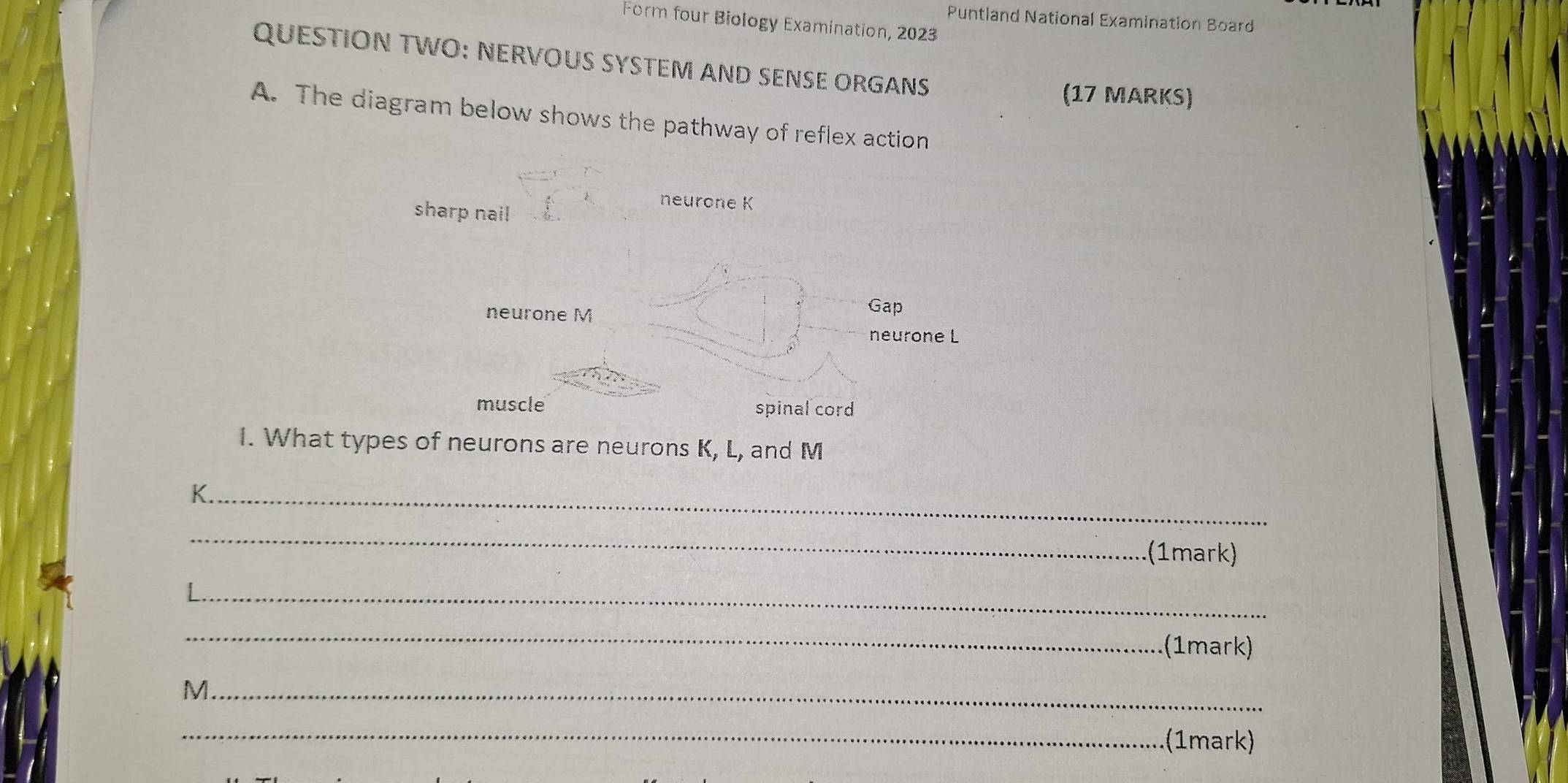 Puntland National Examination Board 
Form four Biology Examination, 2023 
QUESTION TWO: NERVOUS SYSTEM AND SENSE ORGANS 
(17 MARKS) 
A. The diagram below shows the pathway of reflex action 
sharp nai! 
neurone K 
neurone M 
Gap 
neurone L 
muscle spinal cord 
I. What types of neurons are neurons K, L, and M
K._ 
_ 
(1mark) 
_ 
_ 
(1mark) 
_M 
_(1mark)