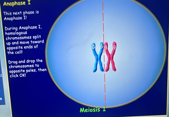 Anaphase I 
T 
A