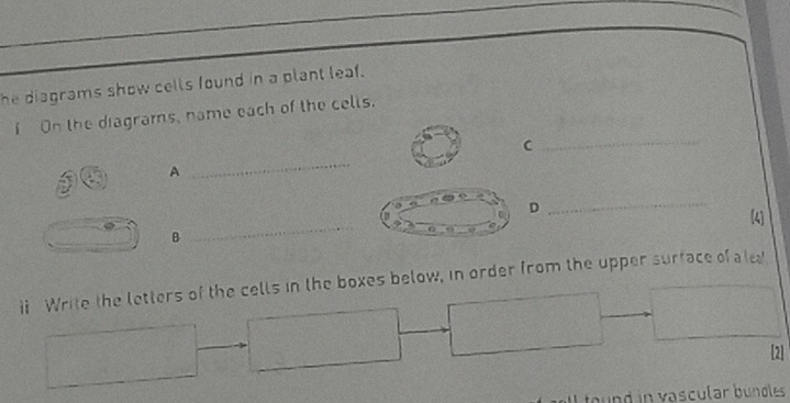 he diagrams show cells found in a plant leaf. 
_ 
f On the diagrams, name each of the cells. 
C 
A 
_ 
_ 
C D 
_ 
(4) 
_ 
B 
i Write the letters of the cells in the boxes below, in order from the upper surface of a lea 
[2] 
L ound in vascular bundles