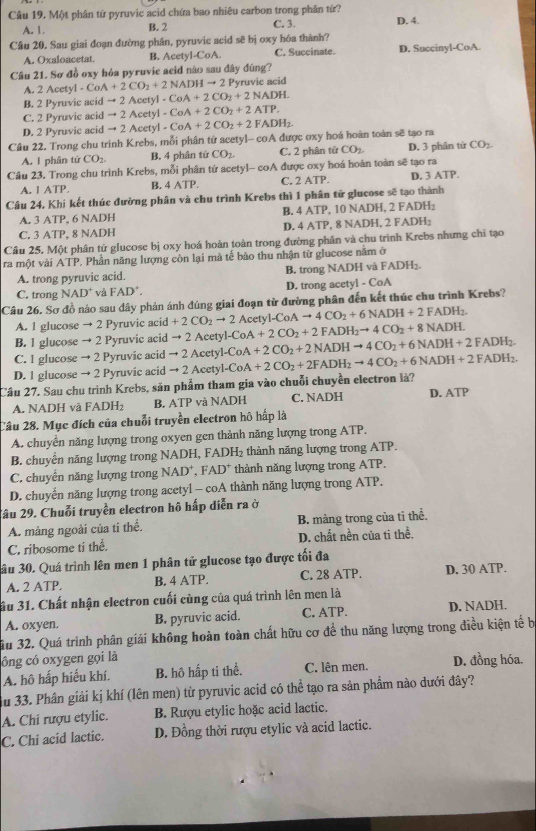 Một phân tử pyruvic acid chứa bao nhiêu carbon trong phân tử?
A. 1 B. 2 C. 3.
D. 4.
Câu 20. Sau giai đoạn đường phân, pyruvic acid sẽ bị oxy hóa thành?
A. Oxaloacetat. B. Acetyl-CoA. C. Succinate. D. Succinyl-CoA.
Câu 21, Sơ đồ oxy hóa pyruvie acid nào sau đây đúng?
A. 2AcetyI-CoA+2CO_2+2NADHto 2P Pyruvic acid
B. 2 Pyruvic acid to 2Acetyl-CoA+2CO_2+2NADH.
C. 2 Pyruvic acid · to 2Acetyl-CoA+2CO_2+2ATP.
D. 2 Pyruvic acid to 2Acety1-CoA+2CO_2+2FADH_2.
Câu 22. Trong chu trình Krebs, mỗi phân tử acetyl- coA được oxy hoá hoàn toàn sẽ tạo ra
A. 1 phân tử CO_2. B. 4 phân tử CO_2. C. 2 phân tử CO_2. D. 3 phân tử CO_2.
Câu 23. Trong chu trình Krebs, mỗi phân tứ acetyl- coA được oxy hoá hoàn toàn sẽ tạo ra
A. 1ATP. C. 2 ATP. D. 3 ATP.
B. 4ATP,
Câu 24. Khí kết thúc đường phân và chu trình Krebs thì 1 phân tử glucose sẽ tạo thành
A. 3 ATP, 6 NADH B. 4ATP.. 1 0NADH,2FADH_2
D. 4ATP,8NADH,2FADH_2
C. 3 ATP, 8 NADH
Câu 25. Một phân tử glucose bị oxy hoá hoàn toàn trong đường phân và chu trình Krebs nhưng chi tạo
ra một vài ATP. Phần năng lượng còn lại mà tế bào thu nhận từ glucose nằm ở
A. trong pyruvic acid. B. trong NADH và FADH₂.
C. trong NAD^+ và FAD^+. D. trong acetyl - CoA
Câu 26. Sơ đồ nào sau đây phản ánh đúng giai đoạn từ đường phân đến kết thúc chu trình Krebs?
A. 1 glucose to 2P yruvic acid +2CO_2to 2Acetyl-CoAto 4CO_2+6NADH+2FADH_2.
B. 1 glucose to 2 Pyruvic acid to 2Acetyl-CoA+2CO_2+2NADHto 4CO_2+6NADH+2FADH_2. to 2Ac et yl-CoA+2CO_2+2FADH_2to 4CO_2+8NADH.
C. 1 glucose to 2 Pyruvic acid ·
D. 1 glucose → 2 Pyruvic acid to 2Acetyl-CoA+2CO_2+2FADH_2to 4CO_2+6NADH+2FADH_2.
Câu 27. Sau chu trình Krebs, sản phẩm tham gia vào chuỗi chuyền electron là?
A. NADH và FADH_2 B. ATP và NADH C. NADH D. ATP
Câu 28. Mục đích của chuỗi truyền electron hô hấp là
A. chuyển năng lượng trong oxyen gen thành năng lượng trong ATP.
B. chuyển năng lượng trong NADH, FA △ DH_2 thành năng lượng trong ATP.
C. chuyển năng lượng trong NAD FAD^+ thành năng lượng trong ATP.
D. chuyễn năng lượng trong acetyl - coA thành năng lượng trong ATP.
Tâu 29. Chuỗi truyền electron hô hấp diễn ra ở
A. màng ngoài của tí thể. B. màng trong của ti thể.
C. ribosome ti thể. D. chất nền của ti thể.
âu 30. Quá trình lên men 1 phân tử glucose tạo được tối đa
A. 2 ATP.
B. 4 ATP. C. 28 ATP. D. 30 ATP.
ầu 31. Chất nhận electron cuối cùng của quá trình lên men là
A. oxyen. B. pyruvic acid. C. ATP. D. NADH.
ầu 32. Quá trình phân giải không hoàn toàn chất hữu cơ để thu năng lượng trong điều kiện tế b
ông có oxygen gọi là D. đồng hóa.
A. hô hấp hiếu khí. B. hô hấp ti thể.
C. lên men.
Su 33. Phân giải kị khí (lên men) từ pyruvic acid có thể tạo ra sản phẩm nào dưới đây?
A. Chi rượu etylic. B. Rượu etylic hoặc acid lactic.
C. Chi acid lactic. D. Đồng thời rượu etylic và acid lactic.