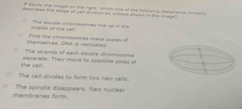 Study the image on the right. Which one of the following statements correctly
describes the stage of cell division by mitosis shown in the image?
The double chromosomes line up in the
middle of the cell.
First the chromosomes make copies of
themselves. DNA is replicated.
The strands of each double chromosome
separate. They move to opposite poles of
the cell.
The cell divides to form two new cells.
The spindle disappears. New nuclear
membranes form.