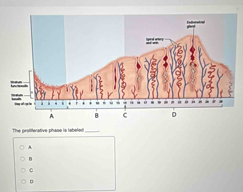 The proliferative phase is labeled_
A
B
C
D