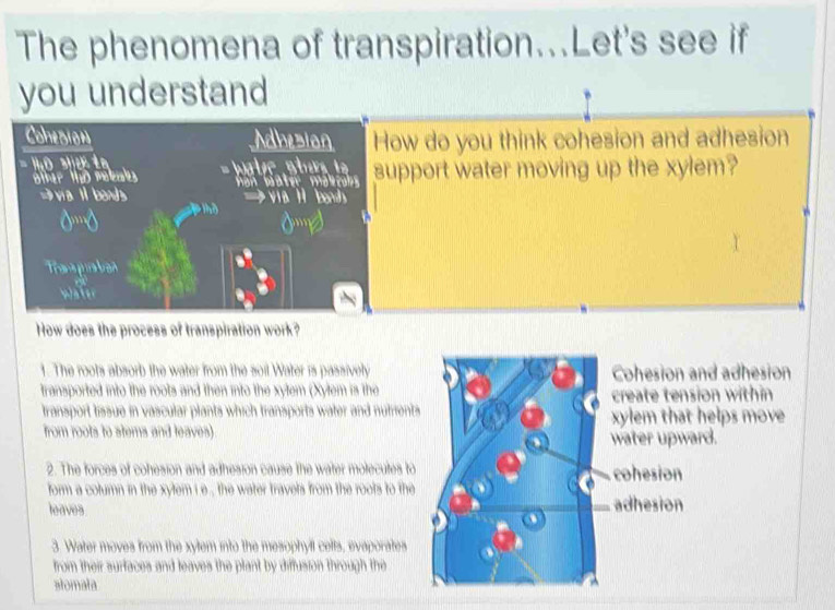 The phenomena of transpiration...Let's see if
you understand
Cohezion Adhesion How do you think cohesion and adhesion
o shen wale Sl s t support water moving up the xylem?
other HiO malls han bater mal cols
via I bend via H bonds
0…0
Trana pu ban
Water
How does the process of transpiration work?
1. The roots absorb the water from the soil Water is passively Cohesion and adhesion
transported into the roots and then into the xylem (Xylem is the create tension within
transport tissue in vascular plants which transports water and nutrients xylem that helps move
from roots to stems and leaves).
water upward.
2. The forces of cohesion and adhesion cause the water molecutes to cohesion
form a column in the xylem i e , the water travels from the roots to the
leaves adhesion
3. Water moves from the xylem into the mesophyll cells, evaporates
from their surfaces and leaves the plant by diffusion through the
stomata