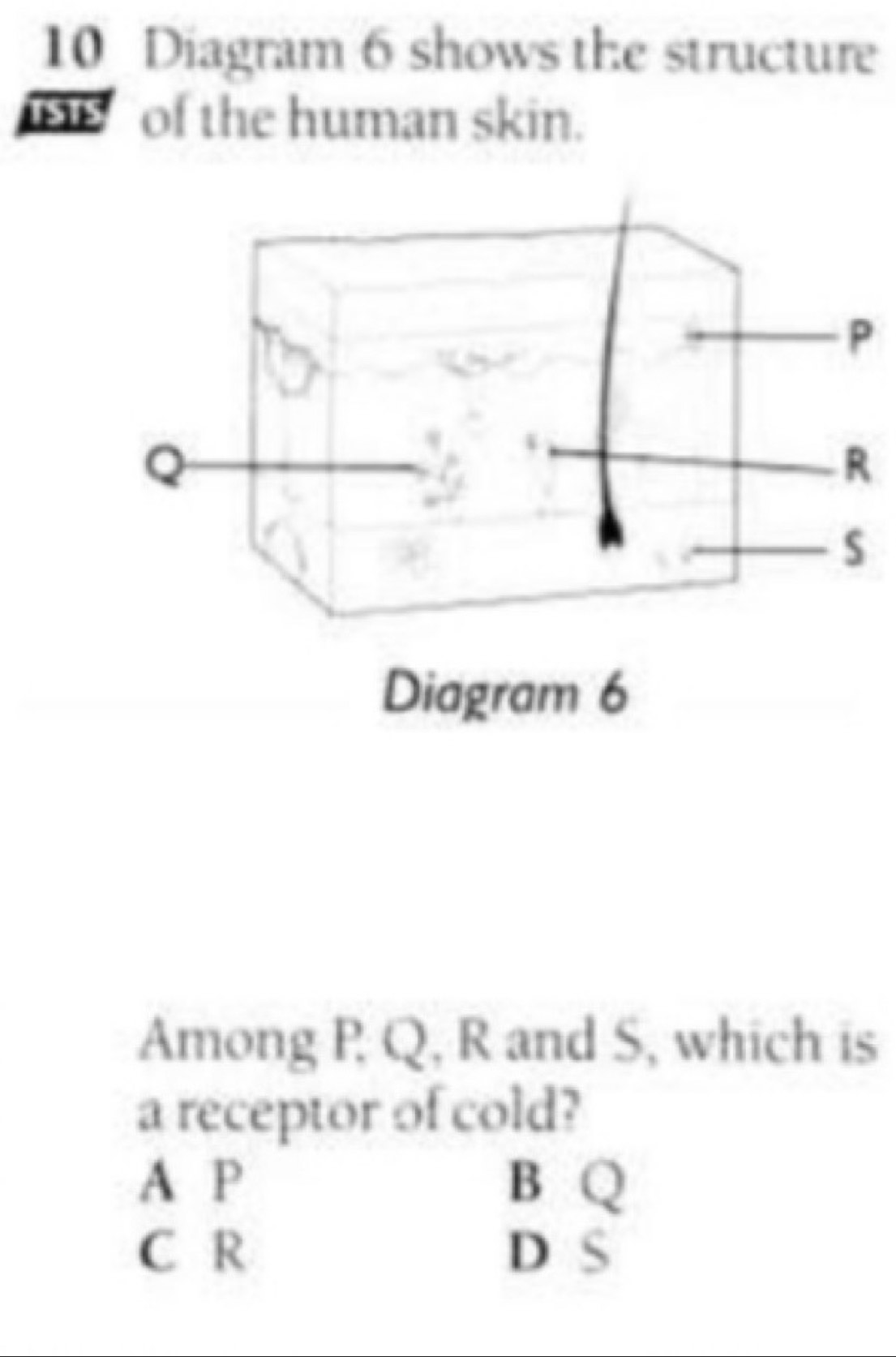 Diagram 6 shows the structure
of the human skin.
P
Among P Q, R and S, which is
a receptor of cold?
A P B Q
C R D S