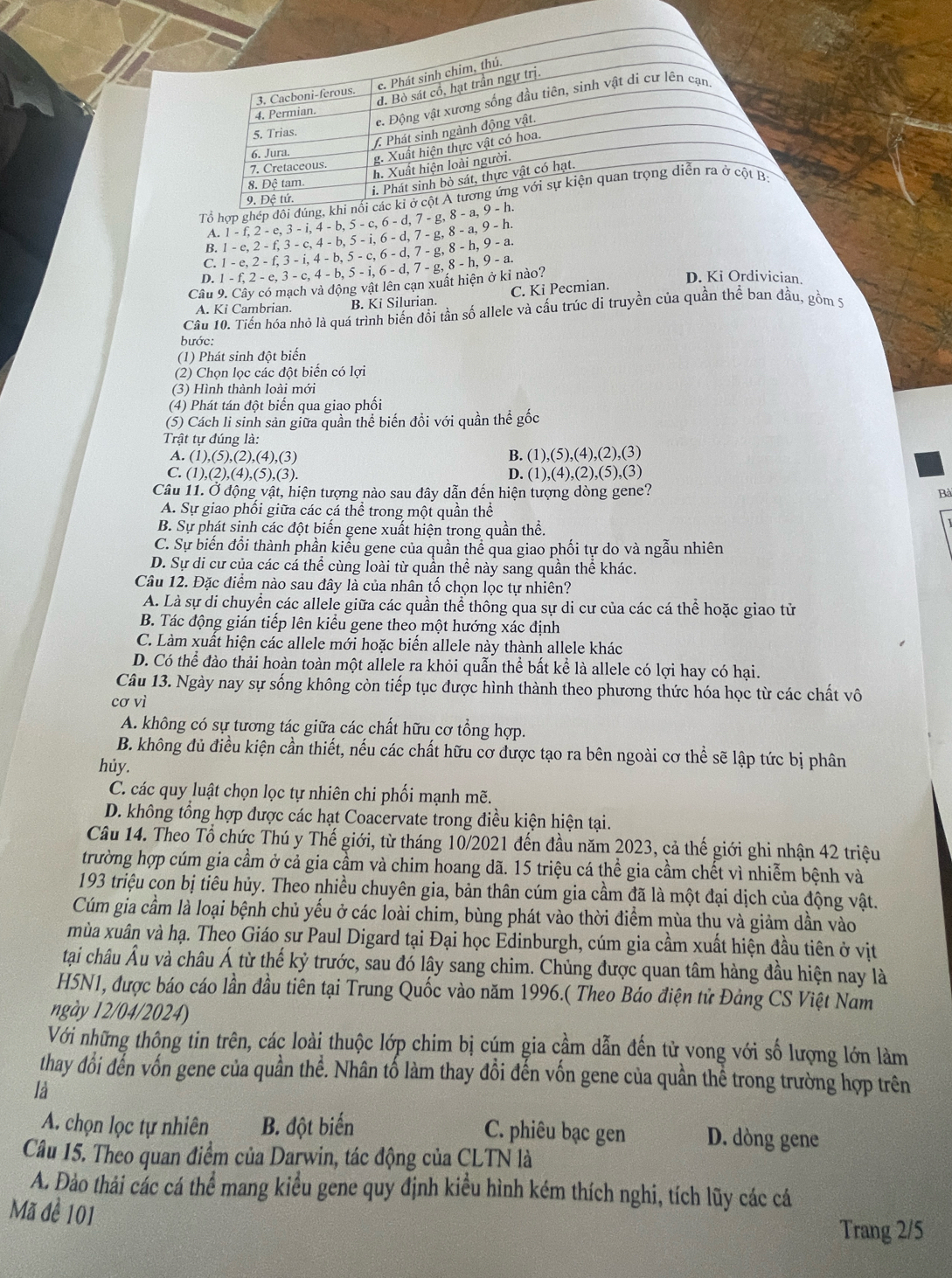 c. Phát sinh chim, thú.
d. Bò sát cổ, hạt trần ngự trị.
3. Cacboni-ferous.
e. Động vật xương sống đầu tiên, sinh vật di cư lên cạn
4. Permian.
5. Trias.
Phát sinh ngành động vật.
6. Jura.
g. Xuất hiện thực vật có hoa
h. Xuất hiện loài người.
7. Cretaceous.
8. Đệ tam
i. Phát sinh bò sát, thực vật có hạt.
Tổ hợp ghép đôi đúng, khi nổi các ki ở cột A tương ứng với sự kiện quan trọng diễn ra ở cột B
9. Đệ tứ.
A.
C. 1-e,2-f,3-i,4-b,5-c,6-d,7-g,8-h,9-a. 1-e,2-f,3-c,4-b,5-i,6-d,7-g,8-a,9-h. 1-f,2-e,3-i,4-b,5-c,6-d,7-g,8-a,9-h.
B.
D.
Câu 9. Cây có mạch và động vật lên cạn xuất hiện ở kỉ nào? 1-f,2-e,3-c,4-b,5-i,6-d,7-g,8-h,9-a. C. Ki Pecmian. D. Ki Ordivician
A. Ki Cambrian. B. Ki Silurian.
Cầu 10. Tiến hóa nhỏ là quá trình biến đổi tần số allele và cấu trúc di truyền của quần thể ban đầu, gồm S
bước:
(1) Phát sinh đột biến
(2) Chọn lọc các đột biến có lợi
(3) Hình thành loài mới
(4) Phát tán đột biến qua giao phối
(5) Cách li sinh sản giữa quần thể biến đồi với quần thể gốc
Trật tự đúng là:
A. (1),( (5),(2),(4),(3) B. (1),(5),(4),(2),(3)
C. (1).(2),(2 1). (5),(3) I
D. (1),(4),(2),(5),(3)
Câu 11. Ở động vật, hiện tượng nào sau đây dẫn đến hiện tượng dòng gene? Bà
A. Sự giao phối giữa các cá thể trong một quần thể
B. Sự phát sinh các đột biến gene xuất hiện trong quần thể.
C. Sự biến đổi thành phần kiểu gene của quần thể qua giao phối tự do và ngẫu nhiên
D. Sự di cư của các cá thể cùng loài từ quần thể này sang quần thể khác.
Câu 12. Đặc điểm nào sau đây là của nhân tổ chọn lọc tự nhiên?
A. Là sự di chuyển các allele giữa các quần thể thông qua sự di cư của các cá thể hoặc giao tử
B. Tác động gián tiếp lên kiểu gene theo một hướng xác định
C. Làm xuất hiện các allele mới hoặc biển allele này thành allele khác
D. Có thể đào thải hoàn toàn một allele ra khỏi quẫn thể bất kể là allele có lợi hay có hại.
Câu 13. Ngày nay sự sống không còn tiếp tục được hình thành theo phương thức hóa học từ các chất vô
cơ vì
A. không có sự tương tác giữa các chất hữu cơ tổng hợp.
B. không đủ điều kiện cần thiết, nếu các chất hữu cơ được tạo ra bên ngoài cơ thể sẽ lập tức bị phân
hủy.
C. các quy luật chọn lọc tự nhiên chi phối mạnh mẽ.
D. không tổng hợp được các hạt Coacervate trong điều kiện hiện tại.
Câu 14. Theo Tổ chức Thú y Thế giới, từ tháng 10/2021 đến đầu năm 2023, cả thế giới ghi nhận 42 triệu
trường hợp cúm gia cầm ở cả gia cầm và chim hoang dã. 15 triệu cá thể gia cầm chết vì nhiễm bệnh và
193 triệu con bị tiêu hủy. Theo nhiều chuyên gia, bản thân cúm gia cầm đã là một đại dịch của động vật.
Cúm gia cầm là loại bệnh chủ yếu ở các loài chim, bùng phát vào thời điểm mùa thu và giảm dần vào
mùa xuân và hạ. Theo Giáo sư Paul Digard tại Đại học Edinburgh, cúm gia cầm xuất hiện đầu tiên ở vịt
tại châu Âu và châu Á từ thế kỷ trước, sau đó lây sang chim. Chủng được quan tâm hàng đầu hiện nay là
H5N1, được báo cáo lần đầu tiên tại Trung Quốc vào năm 1996.( Theo Báo điện tử Đảng CS Việt Nam
ngày 12/04/2024)
Với những thông tin trên, các loài thuộc lớp chim bị cúm gia cầm dẫn đến tử vong với số lượng lớn làm
thay đổi đến vốn gene của quần thể. Nhân tố làm thay đổi đến vốn gene của quần thể trong trường hợp trên
là
A. chọn lọc tự nhiên B. đột biến C. phiêu bạc gen D. dòng gene
Câu 15. Theo quan điểm của Darwin, tác động của CLTN là
A. Đảo thải các cá thể mang kiểu gene quy định kiểu hình kém thích nghi, tích lũy các cá
Mã đề 101
Trang 2/5