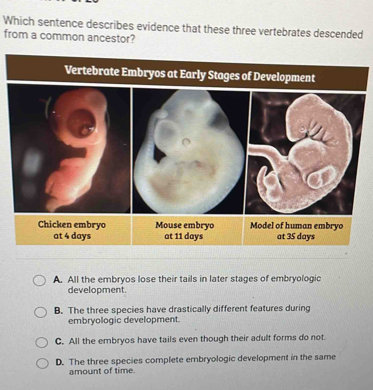 Which sentence describes evidence that these three vertebrates descended
from a common ancestor?
A. All the embryos lose their tails in later stages of embryologic
development.
B. The three species have drastically different features during
embryologic development.
C. All the embryos have tails even though their adult forms do not.
D. The three species complete embryologic development in the same
amount of time.