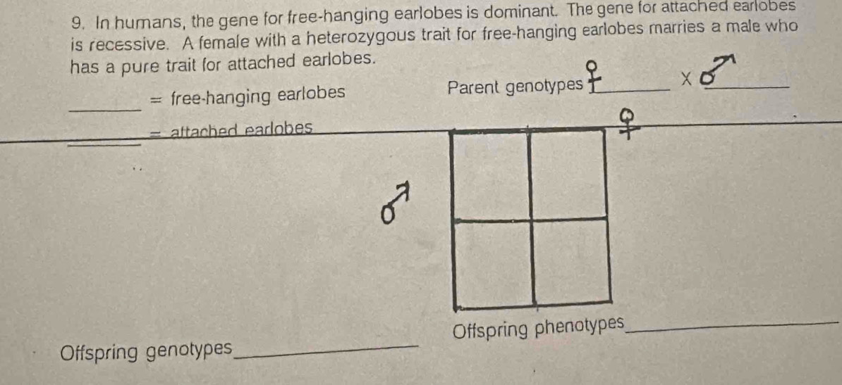 In humans, the gene for free-hanging earlobes is dominant. The gene for attached earlobes 
is recessive. A female with a heterozygous trait for free-hanging earlobes marries a male who 
has a pure trait for attached earlobes. 
= free-hanging earlobes Parent genotypes_ 
_ 
x 
_ 
φ 
_ 
= aftached earlobes 
Offspring genotypes_ Offspring phenotypes 
_