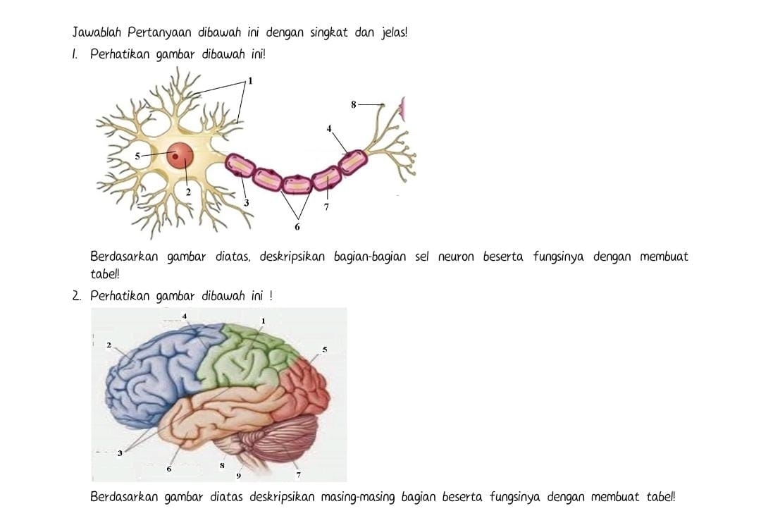 Jawablah Pertanyaan dibawah ini dengan singkat dan jelas! 
1. Perhatikan gambar dibawah ini! 
Berdasarkan gambar diatas, deskripsikan bagian-bagian sel neuron beserta fungsinya dengan membuat 
tabel! 
2. Perhatikan gambar dibawah ini ! 
Berdasarkan gambar diatas deskripsikan masing-masing bagian beserta fungsinya dengan membuat tabel!