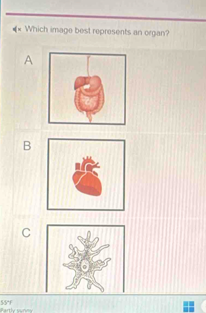 Which image best represents an organ?
A
B
C
55°F
Partly sunny