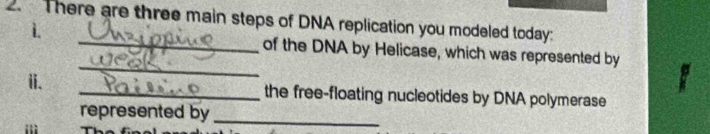 There are three main steps of DNA replication you modeled today: 
1. 
_ 
_of the DNA by Helicase, which was represented by 
ii. _the free-floating nucleotides by DNA polymerase 
represented by_