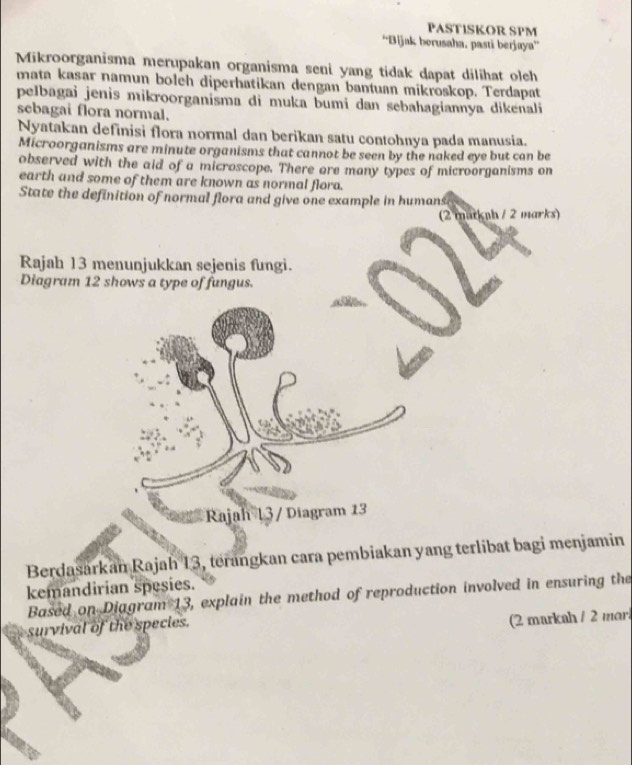 PASTISKOR SPM 
''Bijak borusaha, pasti berjaya'' 
Mikroorganisma merupakan organisma seni yang tidak dapat dilihat oleh 
mata kasar namun boleh diperhatikan dengan bantuan mikroskop. Terdapat 
pelbagai jenis mikroorganisma di muka bumi dan sebahagiannya dikenali 
sebagai flora normal. 
Nyatakan definisi flora normal dan berikan satu contohnya pada manusia. 
Microorganisms are minute organisms that cannot be seen by the naked eye but can be 
observed with the aid of a microscope. There are many types of microorganisms on 
earth and some of them are known as normal flora. 
State the definition of normal flora and give one example in humans 
(2 marknh / 2 marks) 
Rajah 13 menunjukkan sejenis fungi. 
Diagram 12 shows a type of fungus. 
Rajah 13/ Diagram 13 
Berdasarkan Rajah 13, terangkan cara pembiakan yang terlibat bagi menjamin 
kemandirian spesies. 
Based on Diagram 13, explain the method of reproduction involved in ensuring the 
survival of the species. 
(2 markah / 2 morl