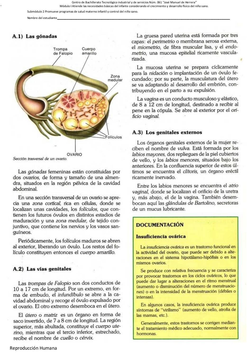 Centro de Bachillerato Tecnológico industrial y de servicios Núm. 061 “José Manuel de Herrera”
Módulo I Atiende las necesidades básicas del infante considerando el crecimiento y desarrollo físico del niño sano.
Submódulo 2 Promueve programas de salud materno infantil y control del niño sano.
Nombre del estudiante_
A.1) Las gónadas La gruesa pared uterina está formada por tres
capas: el perimetrio o membrana serosa externa,
el miometrio, de fibra muscular lisa, y el endo-
metrio, una mucosa epitelial ricamente vascula-
rizada.
La mucosa uterina se prepara cíclicamente
para la nidación o implantación de un óvulo fe-
cundado; por su parte, la musculatura del útero
se va adaptando al desarrollo del embrión, con-
tribuyendo en el parto a su expulsión.
La vagina es un conducto musculoso y elástico,
de 8 a 12 cm de longitud, destinado a recibir al
pene en la cópula. Se abre al exterior por el ori-
ficio vaginal,
A.3) Los genitales externos
Los órganos genitales externos de la mujer re-
ciben el nombre de vulva. Está formada por los
labios mayores, dos repliegues de la piel cubiertos
de vello, y los labios menores, situados bajo los
anteriores. En la confluencia superior de estos úl-
Las gónadas femeninas están constituidas por timos se encuentra el clítoris, un órgano eréctil
dos ovarios, de forma y tamaño de una almen- ricamente inervado.
dra, situados en la región pélvica de la cavidad Entre los labios menores se encuentra el atrio
abdominal.
vaginal, donde se localizan el orificio de la uretra
En una sección transversal de un ovario se apre- y, más abajo, el de la vagina. También desem-
cia una zona cortical, rica en células, donde se bocan aquí las glándulas de Bartolino, secretoras
localizan unas cavidades, los folículos, que con- de un mucus lubricante.
tienen los futuros óvulos en distintos estadios de
maduración y una zona medular, de tejido con-
juntivo, que contiene los nervios y los vasos san- DOCUMENTACIÓN
guíneos.
Insuficiencia ovárica
Periódicamente, los folículos maduros se abren
al exterior, liberando un óvulo. Los restos del fo- La insuficiencia ovárica es un trastorno funcional en
lículo constituyen entonces el cuerpo amarillo. la actividad del ovario, que puede ser debido a alte-
raciones en el sistema hipotálamo-hipófisis o en los
mismos ovarios.
A.2) Las vías genitales
Se produce con relativa frecuencia y se caracteriza
por provocar trastornos en los ciclos ováricos, lo que
Las trompas de Falopio son dos conductos de puede dar lugar a alteraciones en el ritmo menstrual
10 a 17 cm de longitud. Por un extremo, en for- (aumento o disminución del número de menstruacio-
ma de embudo, el infundíbulo se abre a la ca- nes) o en la intensidad de la menstruación (débiles o
vidad abdominal y recoge el óvulo expulsado por intensas).
el ovario. El otro extremo desemboca en el útero. En algunos casos, la insuficiencia ovárica produce
síntomas de ‘virilismo’ (aumento de vello, atrofia de
El útero o matriz es un órgano en forma de las mamas, etc. ).
saco invertido, de 7 a 8 cm de longitud. La región Generalmente, estos trastornos se corrigen median-
superior, más abultada, constituye el cuerpo ute- te el tratamiento médico adecuado, normalmente con
rino, mientras que el tercio inferior, estrechado, hormonas.
recibe el nombre de cuello o cérvix.
Reproducción Humana