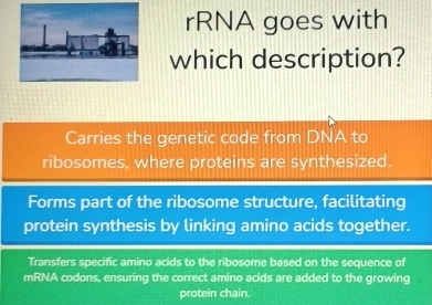 rRNA goes with
which description?
Carries the genetic code from DNA to
ribosomes, where proteins are synthesized.
Forms part of the ribosome structure, facilitating
protein synthesis by linking amino acids together.
Transfers specific amino acids to the ribosome based on the sequence of
mRNA codons, ensuring the correct amino acids are added to the growing a
protein chain.