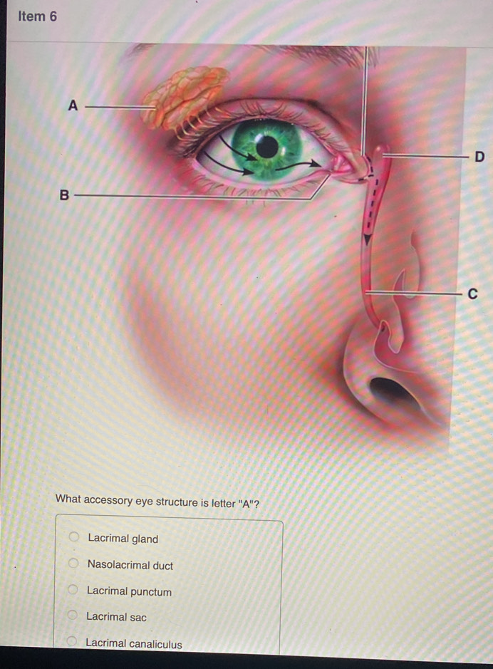 Item 6
D
C
What accessory eye structure is letter "A"?
Lacrimal gland
Nasolacrimal duct
Lacrimal punctum
Lacrimal sac
Lacrimal canaliculus