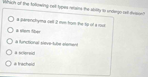 Which of the following cell types retains the ability to undergo cell division?
a parenchyma cell 2 mm from the tip of a root
a stem fiber
a functional sieve-tube element
a sclereid
a tracheid