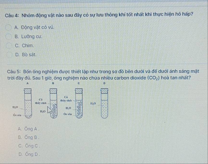 Nhóm động vật nào sau đây có sự lưu thông khí tốt nhất khi thực hiện hô hấp?
A. Động vật có vú.
B. Lưỡng cư.
C. Chim.
D. Bò sát.
Câu 5: Bốn ống nghiệm được thiết lập như trong sơ đồ bên dưới và đế dưới ánh sáng mặt
trời đầy đủ. Sau 1 giờ, ống nghiệm nào chứa nhiều carbon dioxide (CO_2) hoà tan nhất?
A 8 C
C
C
thiy sinh thúy xinh
11, 0
1 0
H_1O
H_2O
Óc sén Oc si n
A. Ống A .
B. Ống B .
C. overline Ong C .
D. overline OngD.