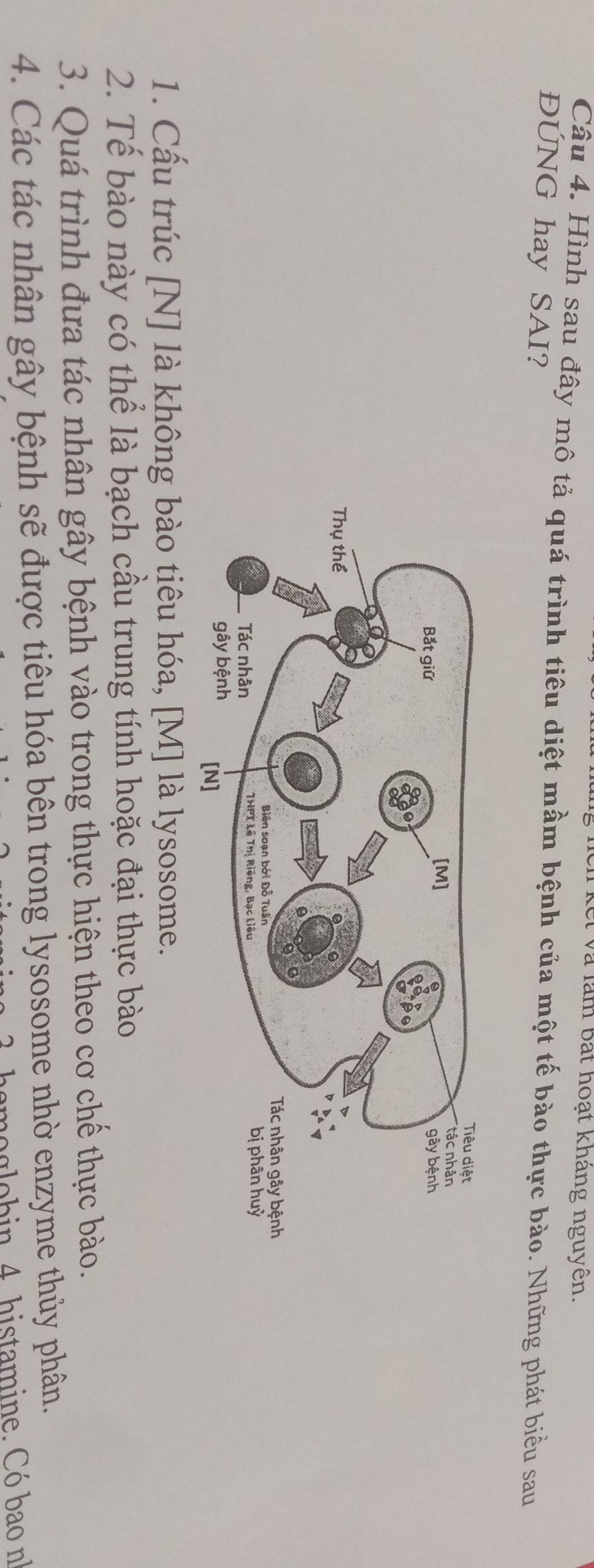 ết và làm bắt hoạt kháng nguyên. 
Câu 4. Hình sau đây mô tả quá trình tiêu diệt mầm bệnh của một tế bào thực bào. Những phát biểu sau 
ĐÚNG hay SAI? 
1. Cầu trúc [N] là không bào tiêu hóa, [M] là lysosome. 
2. Tể bào này có thể là bạch cầu trung tính hoặc đại thực bào 
3. Quá trình đưa tác nhân gây bệnh vào trong thực hiện theo cơ chế thực bào. 
4. Các tác nhân gây bệnh sẽ được tiêu hóa bên trong lysosome nhờ enzyme thủy phân. 
amo glo bin 4. histamine. Có bao n