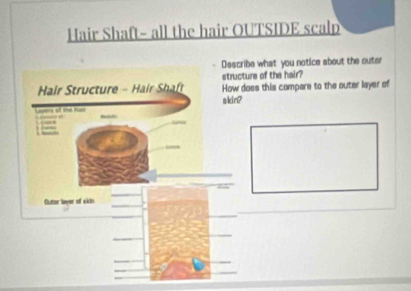 Hair Shaft- all the hair OUTSIDE scalp 
Describe what you notice about the outer 
structure of the hair? 
Hair Structure - Hair Shaft How does this compare to the outer layer of 
akin? 
Leyers o the ht
π f 
Outer layer of akin