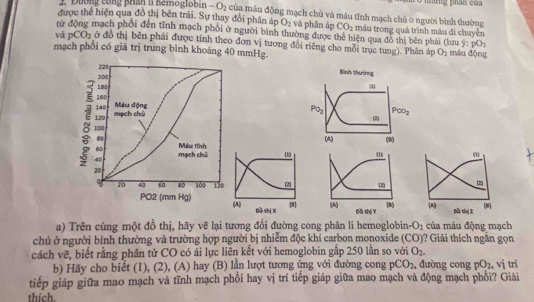 nững phân của
2. Đường công phần II hemoglobin -O_2 của máu động mạch chủ và máu tĩnh mạch chủ ở người bình thường
được thể hiện qua đồ thị bên trái. Sự thay đổi phân áp O_2 và phân áp CO_2
từ động mạch phối đến tỉnh mạch phối ở người bình thường được thể hiện qua đồ thị bên phải (lưa ý máu trong quá trình máu đi chuyển
và pCO_2 ở đô thị bên phải được tính theo đơn vị tương đổi riêng cho mỗi trục tung). Phân áp O_2 máu động
pO_2
mạch phổi có giả trị trung bình khoảng 40 mmHg. Bình thường
 
 
 
a) Trên cùng một đồ thị, hãy vẽ lại tương đổi đường cong phân li hemoglobis -O_2 của máu động mạch
chủ ở người bình thường và trường hợp người bị nhiễm độc khí carbon monoxide (CO) Giải thích ngắn gọn
cách vẽ, biết rằng phân tử CO có ái lực liên kết với hemoglobin gắp 250 lần so với O_2.
b) Hãy cho biết (1), (2), (A) hay (B) lần lượt tương ứng với đường cong pCO_2 , đường cong pO_2. , vị trí
tiếp giáp giữa mao mạch và tĩnh mạch phối hay vị trí tiếp giáp giữa mao mạch và động mạch phổi? Giải
thích.