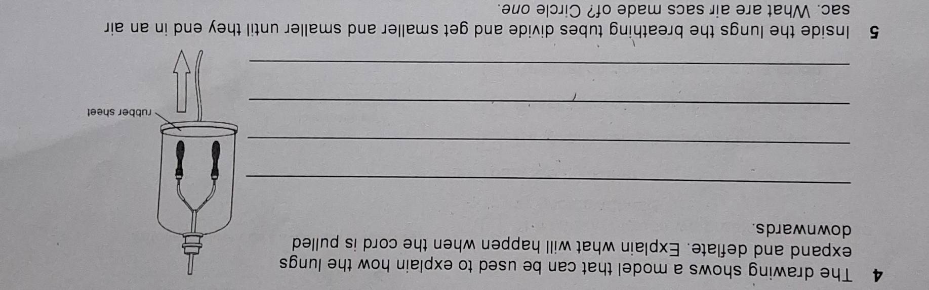 The drawing shows a model that can be used to explain how the lungs 
expand and deflate. Explain what will happen when the cord is pulled 
downwards. 
_ 
_ 
_ 
_ 
5 Inside the lungs the breathing tubes divide and get smaller and smaller until they end in an air 
sac. What are air sacs made of? Circle one.
